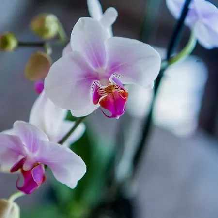 Отель Artemis 3*