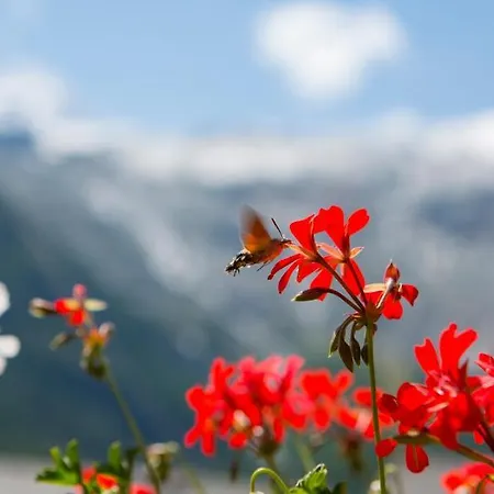 Отель Artemis 3*