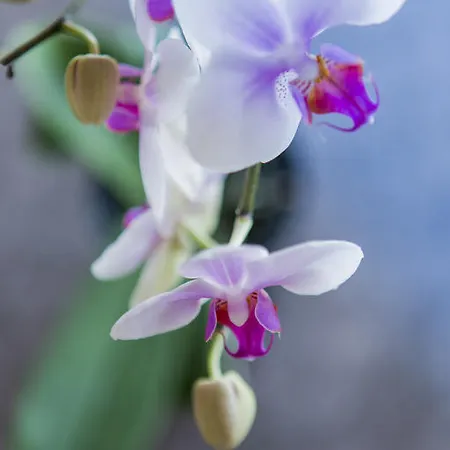 Artemis Отель Зас-Фе