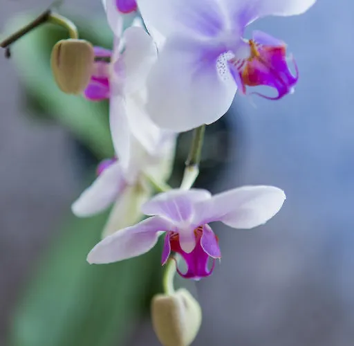 Artemis Hotel Saas Fee